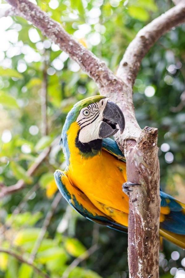 Hotel - Granja De Animales San Basilio De Palenque San Basilio del Palenque Esterno foto
