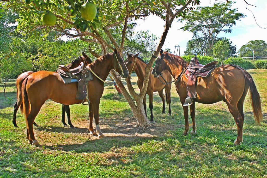 Hotel - Granja De Animales San Basilio De Palenque San Basilio del Palenque Esterno foto